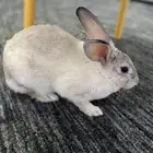 ارنب للبيع منزلي