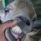 اعرض لكم تيس فحل مشروط ضراب