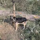 كلبه للبيع