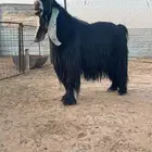 تيس فحل خصم