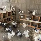 حمام رقاصي