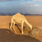 للبيع بكره طيبه