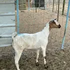 تيس يمني مربا خمسه شهور مخصي