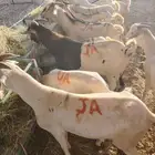 غنم سواكن وبرابر وتيوس للبيع