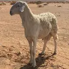 خروف حري حرش