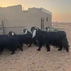 تيس فحل عارضي اصل