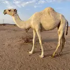 ابل