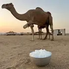 خلفه تحتها قعود