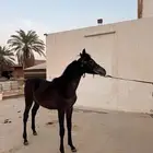 للبيع مهرة واهو