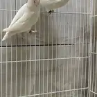 جوز روز منتج