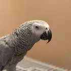 انثى كاسكو عمر انتاج