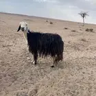 غنم ولد ومضاريغ