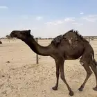مفروده طايشه