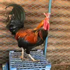 ديك بلدي اصيل