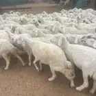 للبيع غنم مقنوي