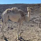 للبيع لحم