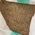 بذر شعير المروتي