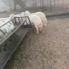 بهم حري فاخر