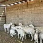 للبيع حريات والد