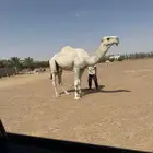 قعود باتلي كفو جذع
