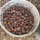 بذور وشتلات سدر بلدي الكيلو ب35