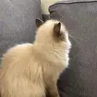 قطط للتبني