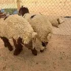 ذبايح خرفان