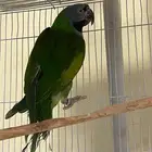 مطلوب ذكر ذرة ذربيا منتج للبيع العمر لا يقل عن سنتين