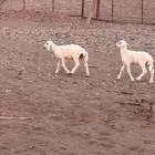 طليان