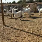 جفرات صنف مشاريك