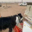 للبيع تيس
