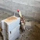 ديك باكساني على شامو