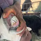 حريه معها رخل