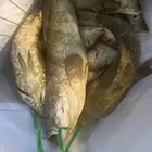 اسماك الهامور بكج 7 اشخاص