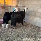 شاه نجديه متبع بخاروف