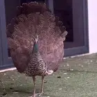 طاووس جوز و مفرد