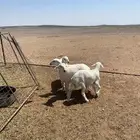 للبيع رخال العدد 4 الموقع جنوب عقله الصقور