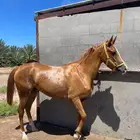 مهره للبيع خط فرنسي