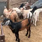 تيوس جفار جنوبيه تربيه