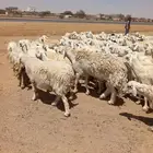 غنم طيبه مراح 100 واحد