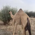إبل فواخر للبيع