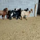 ( تم البيع ) معزا مضاريع
