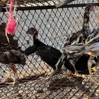 صوص دجاج باكستاني للبيع