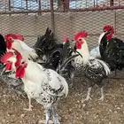 ديوك فيوم العدد 30