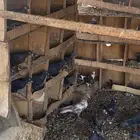 للبيع حمام قطايف