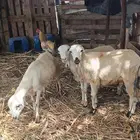خرفان بلدي