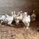 للبيع صوص براهما كولمبي