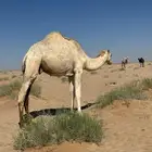 قعود مفرود