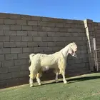 تيس مطور فاخر