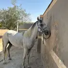 حصان عربي للبيع